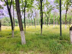 -大兴滨河森林公园