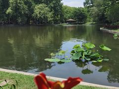 -上海共青森林公园