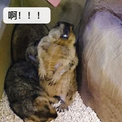 -未来动物城主题公园(正弘城店)