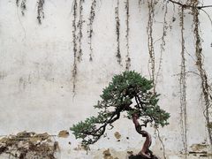 -拙政园