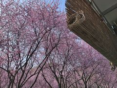 -桐乡植物园