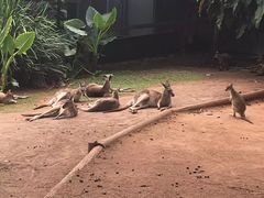 -热带雨林自然公园