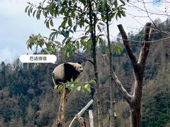 -卧龙中华大熊猫苑神树坪基地