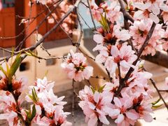 -桃花堤公园