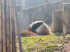 -都江堰中华大熊猫苑