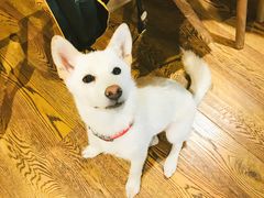 -柴务处·柴犬主题狗咖