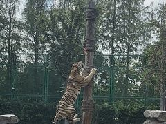 -上海野生动物园老虎餐厅