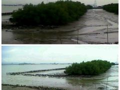 红树林湿地-海鸥岛