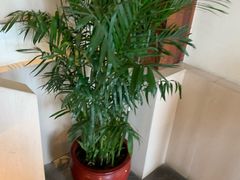 -泽云梵莲花足浴 按摩 SPA(滨湖店)