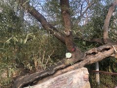 -红楼梦邮局