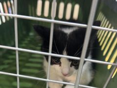 -瑞鹏宠物医院·普外科·影像科·皮肤科(城市山谷分院)