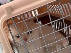 -纳吉亚猫专科动物医院·北北分院