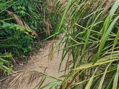 -火炉山森林公园