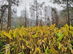 -重庆彩云湖湿地公园