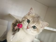 -东方名猫馆·英短金渐层布偶猫舍(环线广场1号楼店)