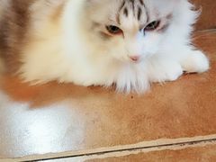 -李小姐の猫咖啡馆(五角场店)