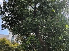 -常熟理文铂尔曼酒店