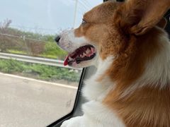 -宠福鑫康馨动物医院·骨科·眼科