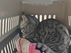 -达爱动物医院·犬猫分区·CT·复杂眼科(远洋山水分院)