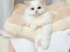 -暖阳宠物医院·犬猫康复中心·骨科