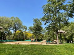 -北京野生动物园