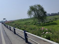 -合肥滨湖国家森林公园