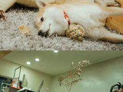 -柴务处·柴犬主题狗咖