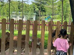 -王借岗森林公园