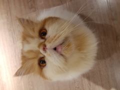 -有猫主题·治愈系猫咖(曾厝垵店)