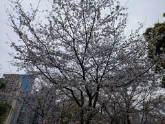 -西北湖绿化广场