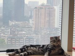-Catmate·猫肥家润(金润铂宫店)