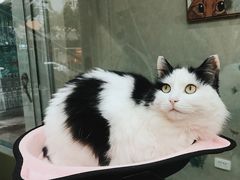 -猫亿天猫咖
