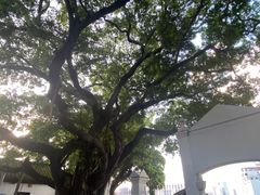 -长洲岛