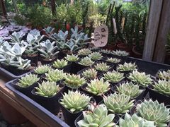 南湖花木城-七月里花店