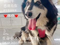 -中农国际动物医院24小时·猫科·骨科·急重症中心
