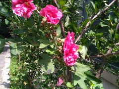 芍药花-沈阳南湖公园