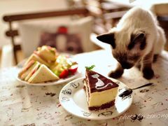 -Cappucimeow猫咪咖啡馆(韦伯时代店)