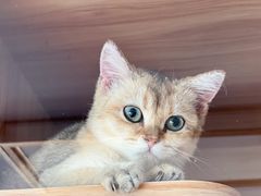 -喵百万·布偶·蓝金金渐层英短·猫舍(百子湾店)