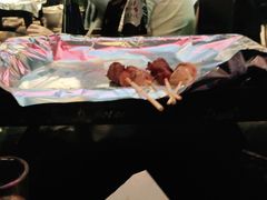 -何师烧烤·香辣蟹·川菜·30年老品牌(太古里旗舰店)
