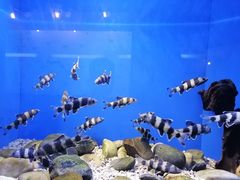 -上海海洋水族馆