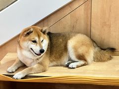 -是阿柴呀！柴犬咖啡·爱喵喵猫咖
