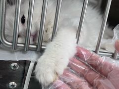 -欧奕国际动物医院