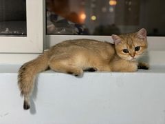 -猫大福·Fortune Cat猫舍(百子湾店)