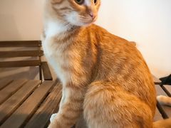 -Cappucimeow猫咪咖啡馆(韦伯时代店)