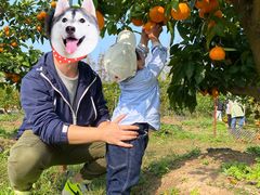 -前小桔亲子创意农场·草莓采摘·露营烧烤