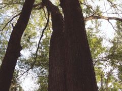 -金孔雀温泉旅游度假村