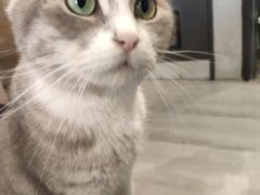-猫儿山۰猫主题餐厅