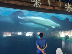 -秦皇岛乐岛海洋王国