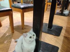 -猫小院猫主题餐厅(三里屯店)