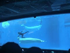 -海合安成都极地海洋公园